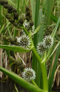branched bur-reed