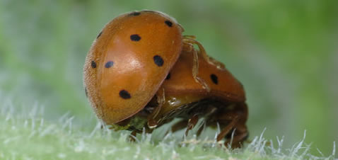 bryony ladybirds (Tim Strudwick)