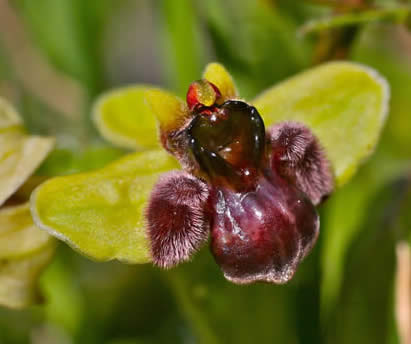 bumblebee orchid