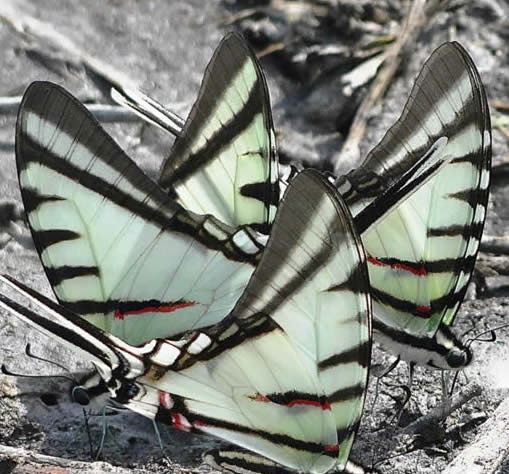 Dark-kite swallowtails