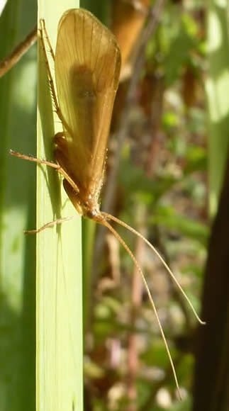 caddisfly