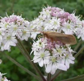 caddis fly on hogweed