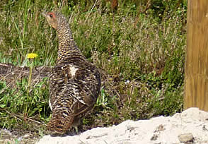 capercaillie 1