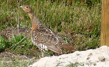 capercaillie 2