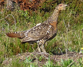 capercaillie 3