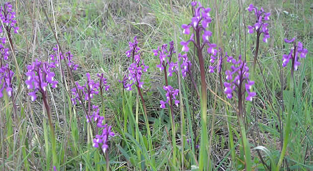 champagne orchids