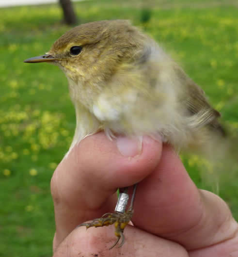 chiffchaff