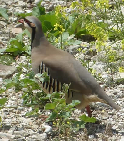 chukar