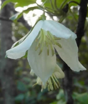 Clematis cirrhosa