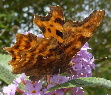 comma