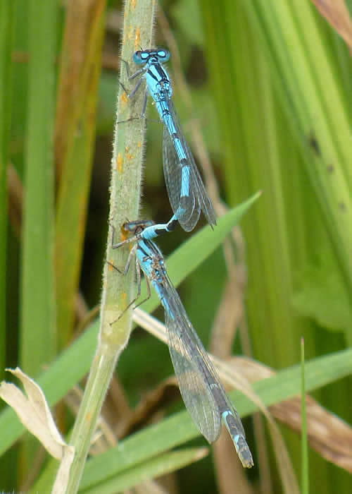 Common Blue Damselflies