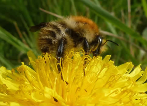 common carder bee