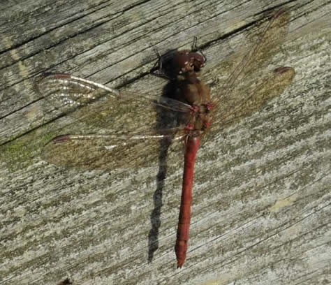 common darter 17 Nov 2020