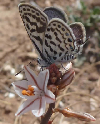 common tiger blue butterfly