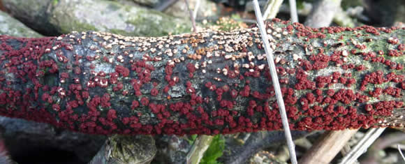 coral spot fungi