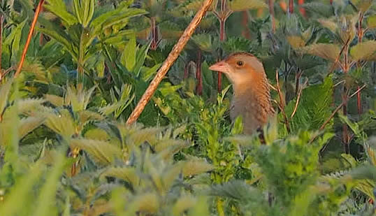 Corncrake (Dave Farrow)