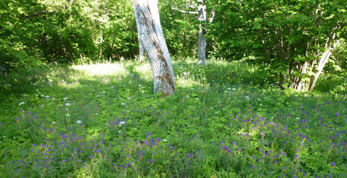 wood-meadow with cow-wheats