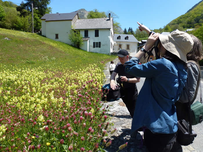 crimson clover by the hotel