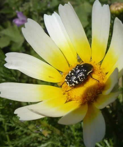crown daisy with a pollen chafer