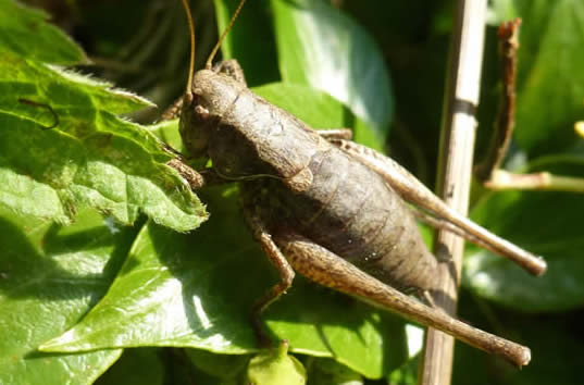 dark bush-cricket