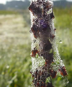 dew on a dead dock flower head