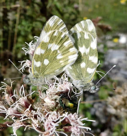 eastern Bath white