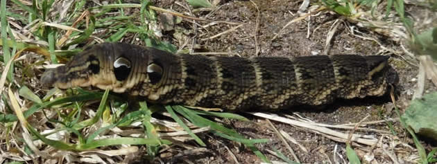 elephant hawkmoth caterpillar