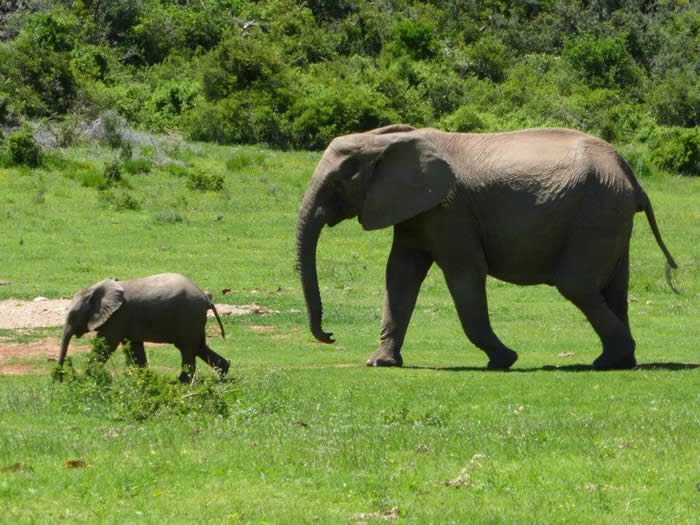 elephants