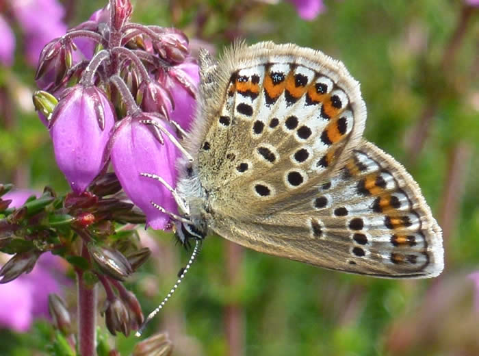 silver-studded blue: female underside