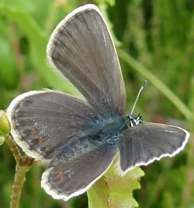 silver-studded blue: female upperside