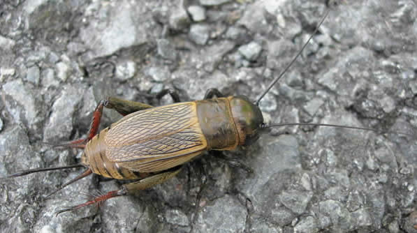 field cricket