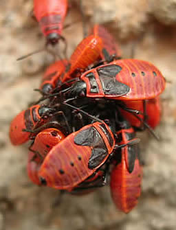 Fire bug nymphs Pyrrhocoris apterus