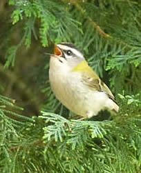 firecrest