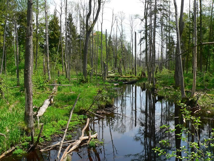 flooded forest