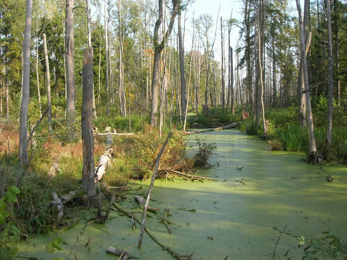 flooded forest