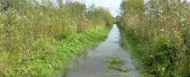 flooded path