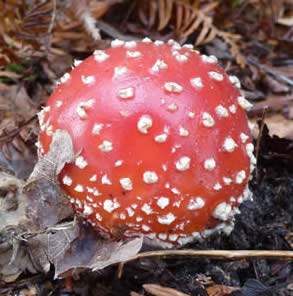 fly agaric