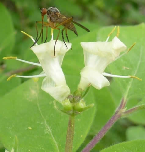 dagger fly