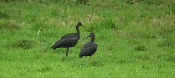 glossy ibises