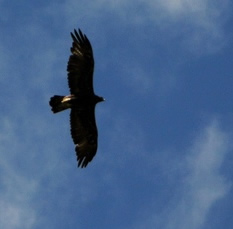 golden eagle