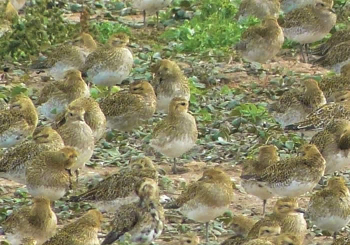 Golden plovers, Titchwell