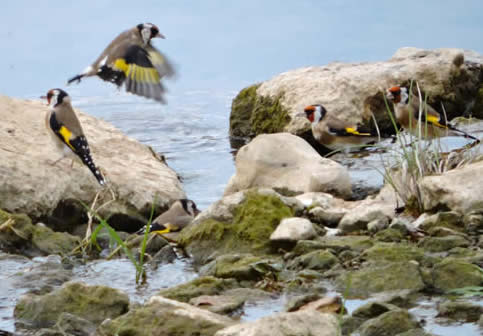 goldfinches