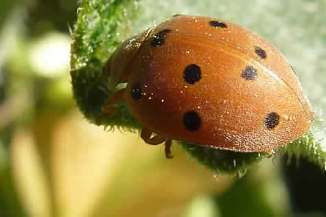 bryony ladybird