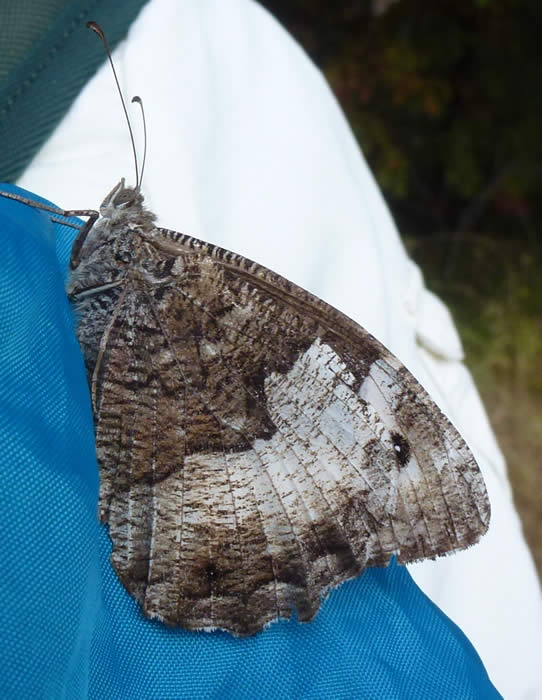 great banded grayling