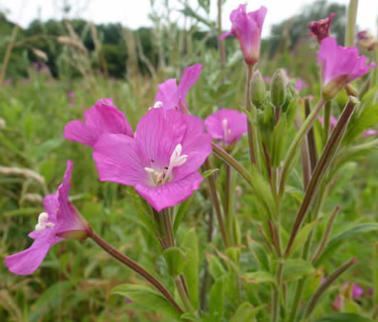 greater willowherb