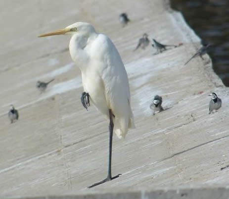 great white egret