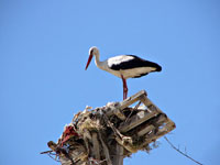 White stork nest in Dadia village