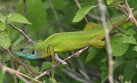 Green Lizard (C Burnett)