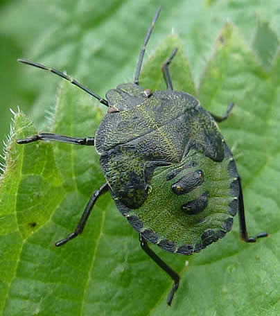 common green shield bug 5th instar
