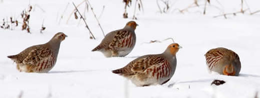 grey partridges